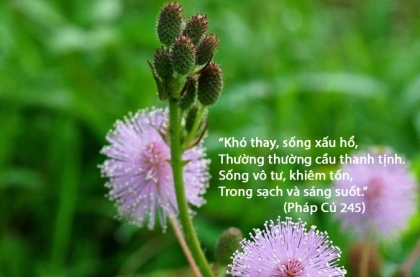 Khó thay, sống xấu hổ
